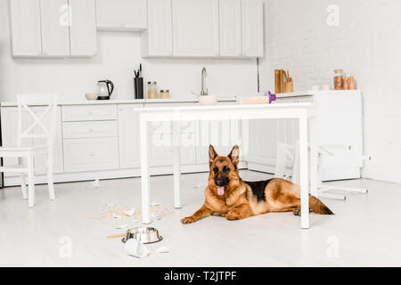 Süße Schäferhund liegend auf dem Boden und Wegsehen in unordentlichen Küche Stockfoto