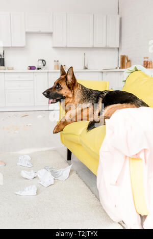 Seitenansicht der netten Deutschen Hirte liegend auf gelben Sofa in unordentlichen Wohnung Stockfoto