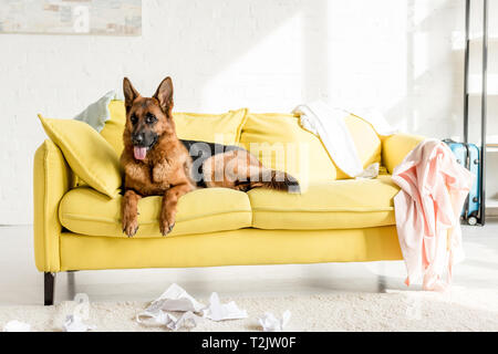 Süße Schäferhund liegend auf hellen gelben Sofa in unordentlichen Wohnung Stockfoto