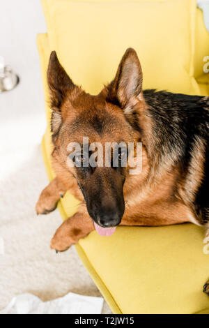 Selektiver Fokus der netten Deutschen Hirte liegend auf hellen gelben Sofa Stockfoto