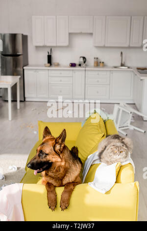 Süße Schäferhund und graue Katze liegend auf hellen gelben Sofa in unordentlichen Wohnung Stockfoto