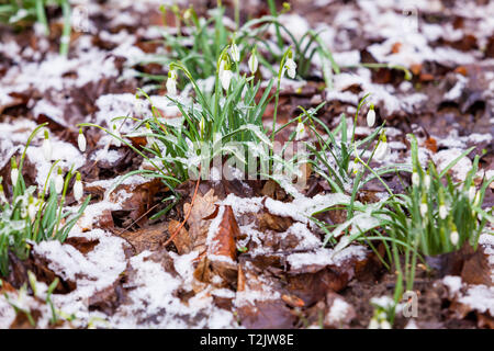 Gruppe von snowdrop Blumen wachsen im Schnee Stockfoto