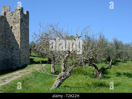 Malerischer Blick auf Olivenbäume Feld in der Nähe einer alten Burg mit Turm in Umbrien, Italien Stockfoto