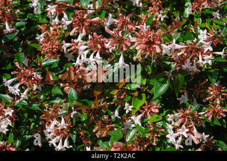 Kleine rosa Blumen von weigela Auf der Bush. Close-up, Hintergrund. Stockfoto