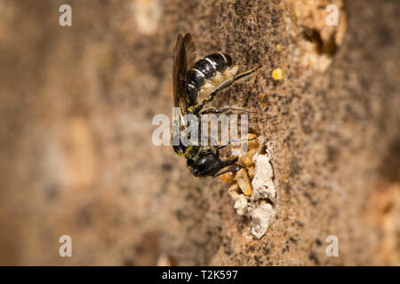 Mauerbiene, Chelostoma florisome, Mason bee Stockfoto