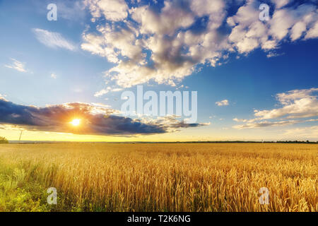 Sonnenuntergang über dem Weizenfeld in der europäischen Landschaft Stockfoto