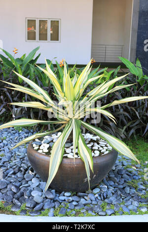 Color Guard Yucca, Yucca filamentosa Stockfoto