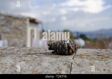 Eine Kiefer auf der Kante. Panp Lefkara, Zypern. Februar 2019 Stockfoto