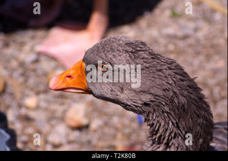 Eine dunkle, fast schwarze - Nahaufnahme. Stockfoto