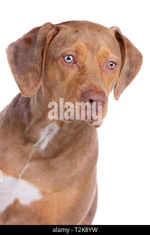 Red merle Louisiana Catahoula Leopard Dog vor einem weißen Hintergrund Stockfoto