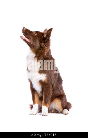 Miniatur amerikanischen Schäferhund vor einem weißen Hintergrund Stockfoto