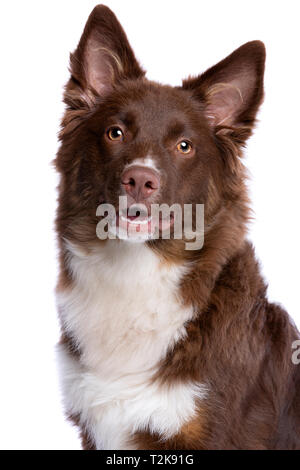 Miniatur amerikanischen Schäferhund vor einem weißen Hintergrund Stockfoto