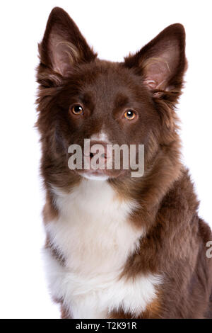 Miniatur amerikanischen Schäferhund vor einem weißen Hintergrund Stockfoto