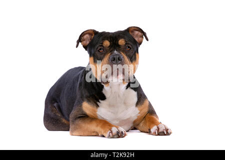 American Bully vor einem weißen Hintergrund Stockfoto