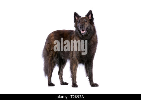 Langhaarige Niederländische Schäferhund stehend vor einem weißen Hintergrund Stockfoto