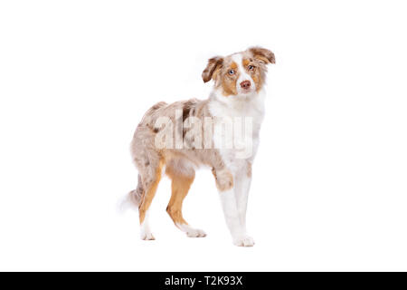 Red merle Miniature American Shepherd vor einem weißen Hintergrund Stockfoto