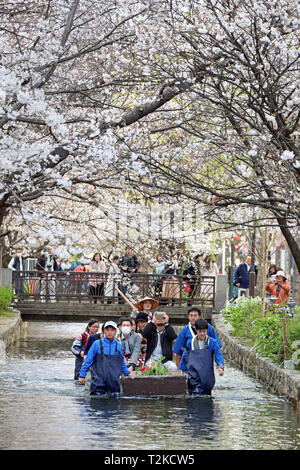 Die Besucher werden in einem Boot auf einen kleinen Kanal in Kiyamachi-dori Straße die Kirschblüte in Kyoto, Japan zu sehen abgeschleppt Stockfoto