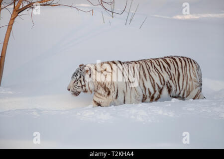 Wild white Bengal Tiger ist Laufen auf einem weißen Schnee. Tiere in der Wildnis. Stockfoto