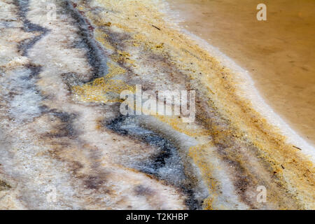 Riparian closeup in einer Salzlake Lagune in der Camargue, eine Region im Süden Frankreichs Stockfoto