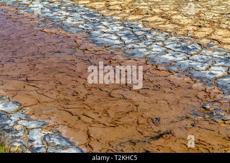 Riparian closeup in einer Salzlake Lagune in der Camargue, eine Region im Süden Frankreichs Stockfoto