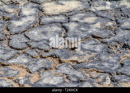 Hohen Winkel riparian closeup in einer Salzlake Lagune in der Camargue, eine Region im Süden Frankreichs Stockfoto