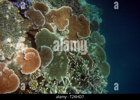 Diverse Acropora Korallen auf Wand, Moore Reef, Great Barrier Reef, Queensland, Australien Stockfoto