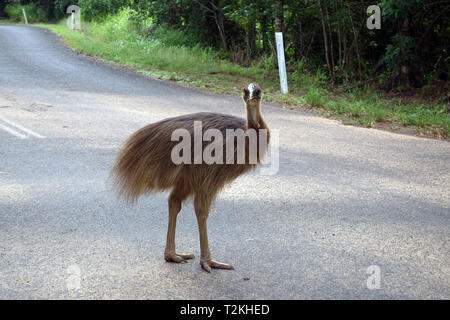 Juvenile southern cassowary (Casuarius casuarius) crossing Road, Etty Bay, in der Nähe von Innisfail, Queensland, Australien Stockfoto