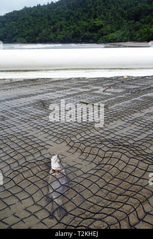 Juvenile (barramundi Lates calcarifer) durch Einklemmung in Stinger net getötet, Etty Bay, Queensland, Australien. Keine PR Stockfoto