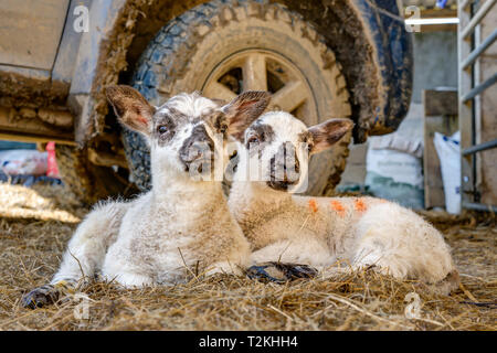 Eine horizontale Portrait von New Born/Lämmer liegen nah aneinander kleben durch das Vorderrad der Bauern Pick-up auf einem warmen, sonnigen Frühlingstag. Stockfoto