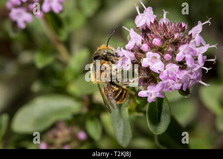 , Mauerbiene Osmia, Mason bee Stockfoto