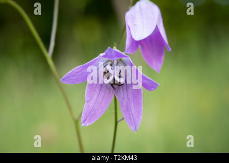 Wildbiene in Glockenblume, wilde Biene in Glockenblume Stockfoto