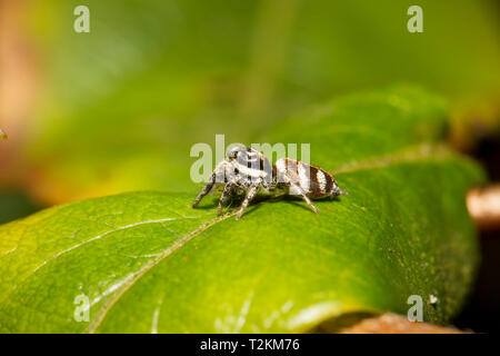 Salticus scenicus Zebraspringspinne, Spinne, Zebra zurück Stockfoto