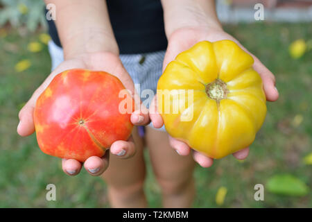 Ein Mädchen mit zwei heirloom Tomaten. Rot, Gelb, organische, frische Sommer produzieren Stockfoto