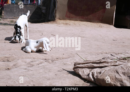 Porträt einer Ziege sitzt und einen Ziegenbock steht. Stockfoto