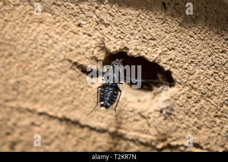 Trauerschweber, Anthrax Anthrax, Biene Fliege Stockfoto