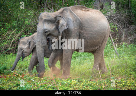 Tief im Inneren Udawalawe National Park in der südlichen Provinz von Sri Lanka, ein verspieltes Baby Elefant von einem anderen Mitglied der Herde lernt. Stockfoto