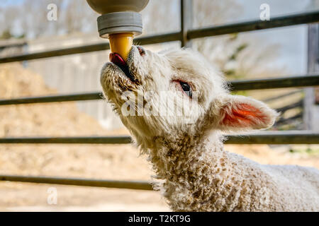 Dies ist ein Porträt eines orphan Lamm namens Greg, um ihm zu helfen, zu den anderen wird er Flasche gefüttert werden, bis ein mutterschaf ihn nimmt, in einer Scheune. Stockfoto