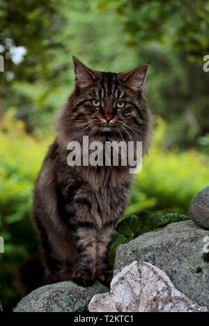 Norwegische Waldkatze männlich stehend auf einem Stein im Garten Stockfoto