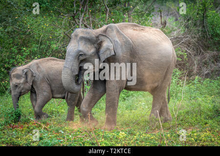 Tief im Inneren Udawalawe National Park in der südlichen Provinz von Sri Lanka, ein verspieltes Baby Elefant von einem anderen Mitglied der Herde lernt. Stockfoto