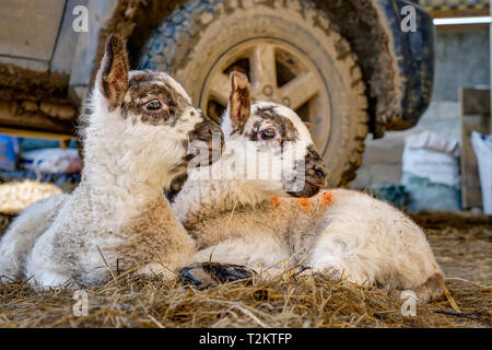 Eine horizontale Portrait von New Born/Lämmer liegen nah aneinander kleben durch das Vorderrad der Bauern Pick-up auf einem warmen, sonnigen Frühlingstag. Stockfoto