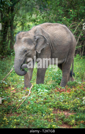 Tief im Inneren Udawalawe National Park in der südlichen Provinz von Sri Lanka, einem verspielten Elefantenbaby von anderen Mitgliedern der Herde lernt. Stockfoto