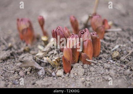 Kleine peony Sprossen pierce durch den Boden im Frühjahr Stockfoto