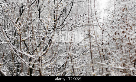 Schwere klebrige Schnee auf Zweige mit Knospen im Frühjahr Stockfoto