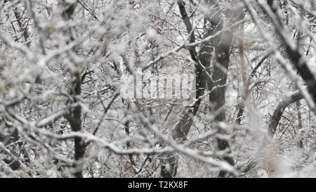 Schwere klebrige Schnee auf Zweige mit Knospen im Frühjahr Stockfoto