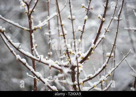 Schwere klebrige Schnee auf Zweige mit Knospen im Frühjahr, in der Nähe Stockfoto