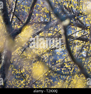 Gelbe Blüten auf einem Baum im Frühling Stockfoto