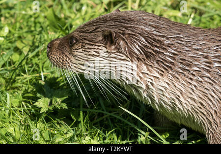 Porträt, Seite Detail einer Britischen oder Fischotter (Lutra lutra) gerade aus dem Wasser aufgetaucht. Guter Kopf Detail. Stockfoto