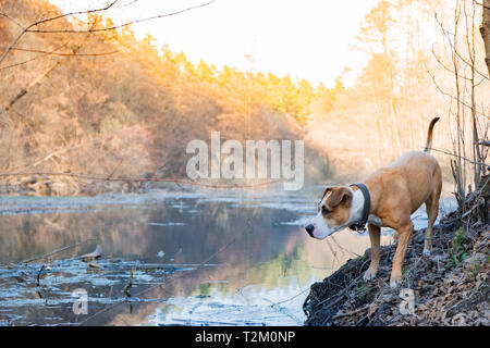 Hund untersucht und genießt die herrliche Natur. Gemischte Rasse Haushund in der Nähe des Wald See um suchen Stockfoto