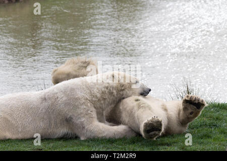 Eisbären im Yorkshire Wildlife Park Stockfoto