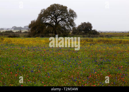 Texas Hill Country in bunten Frühling blühen Stockfoto